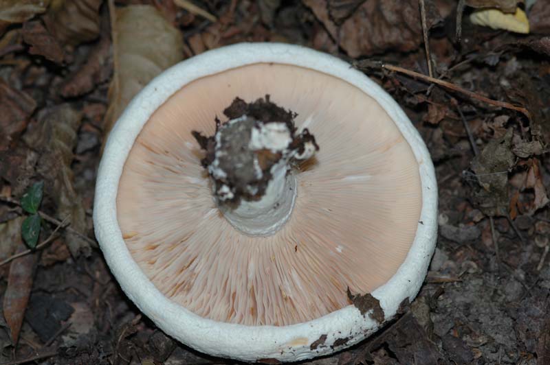 Russula...